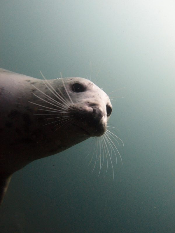 Farnes